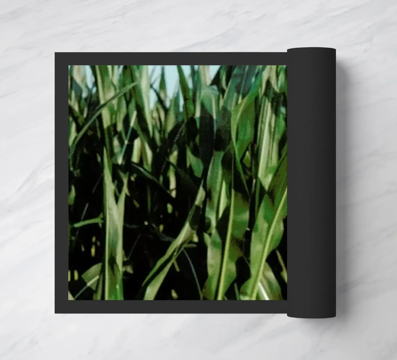 Analog Series Corn Fields zerbino da Sebastian Hilgetag