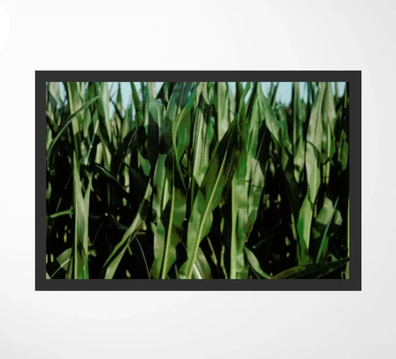 Analog Series Corn Fields zerbino da Sebastian Hilgetag