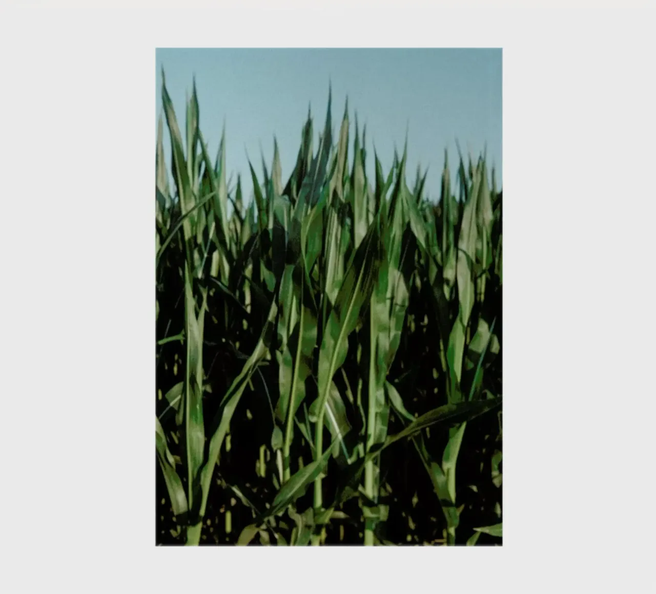 Analog Series Corn Fields notebook by Sebastian Hilgetag
