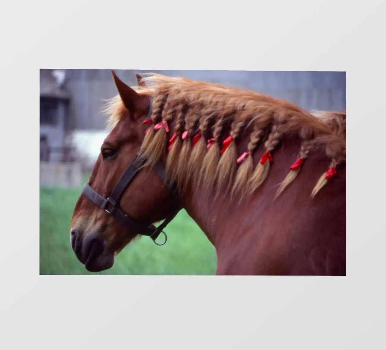 animale addomesticato telo in pvc da Horsire