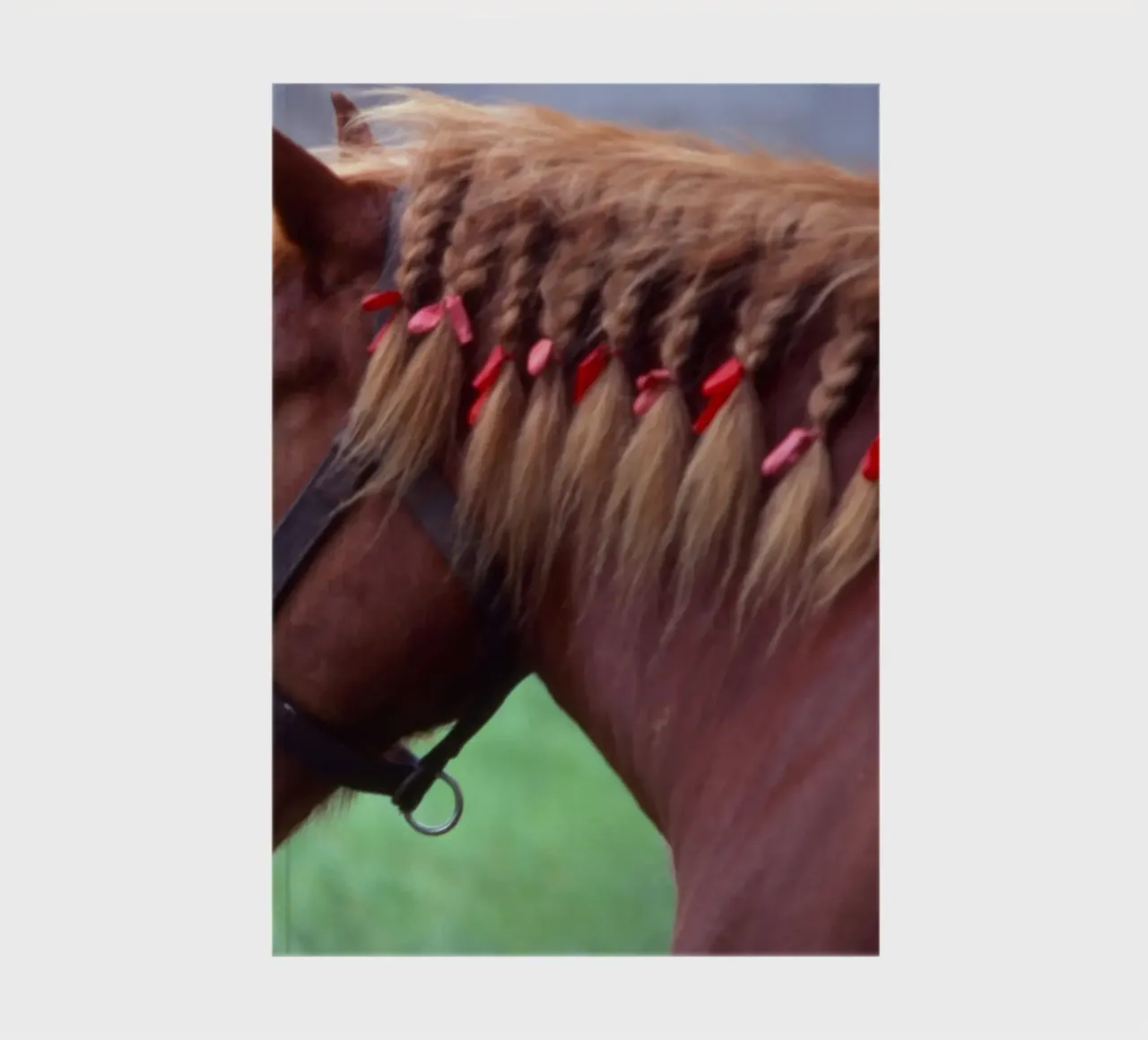 domesticated animal notebook by Horsire