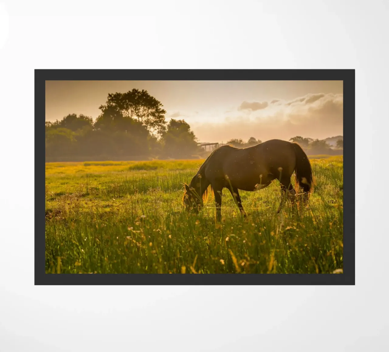 horse in epic field zerbino da Horsire