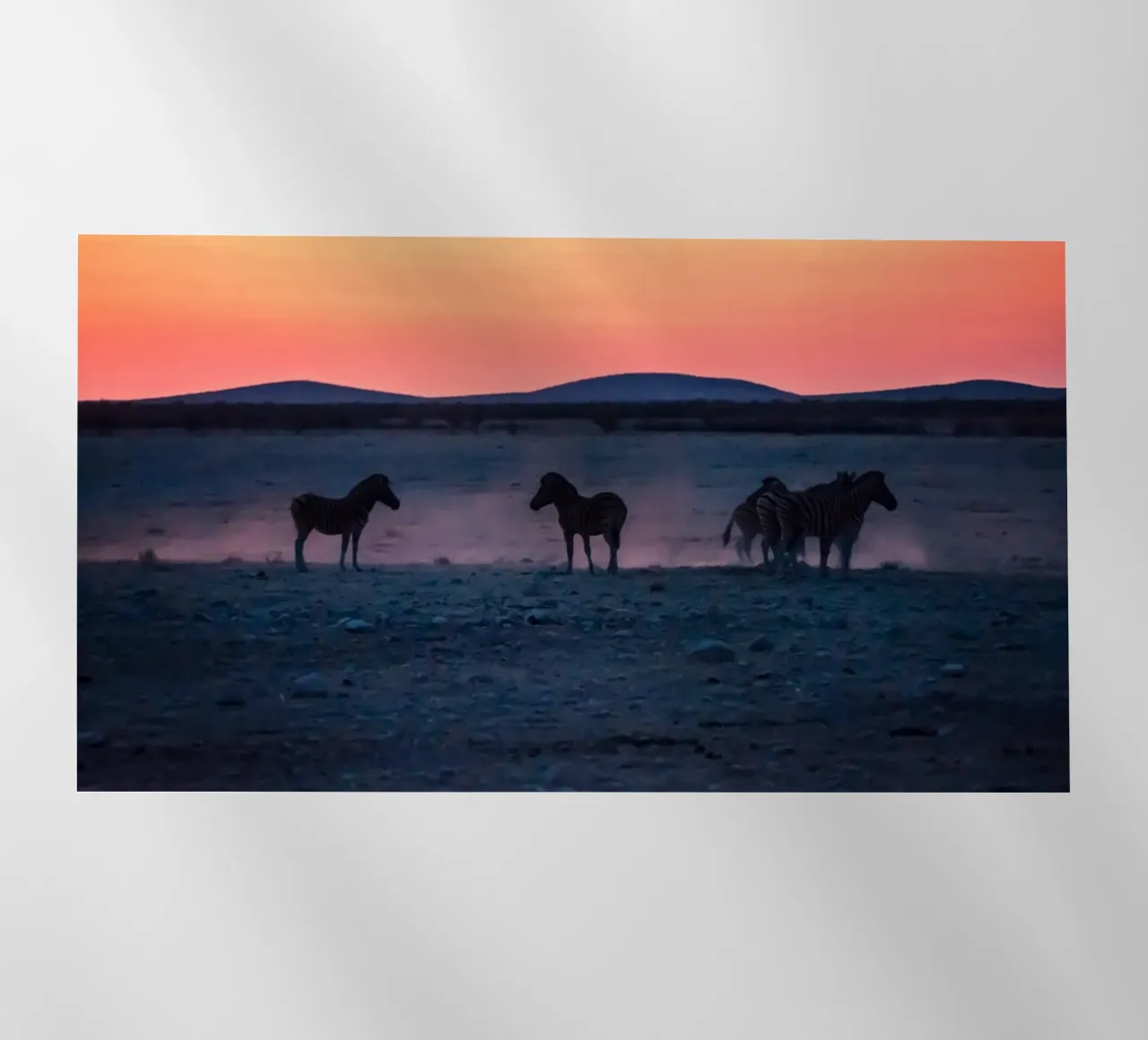 cavallo in zebre al tramonto pellicola backlit da Horsire