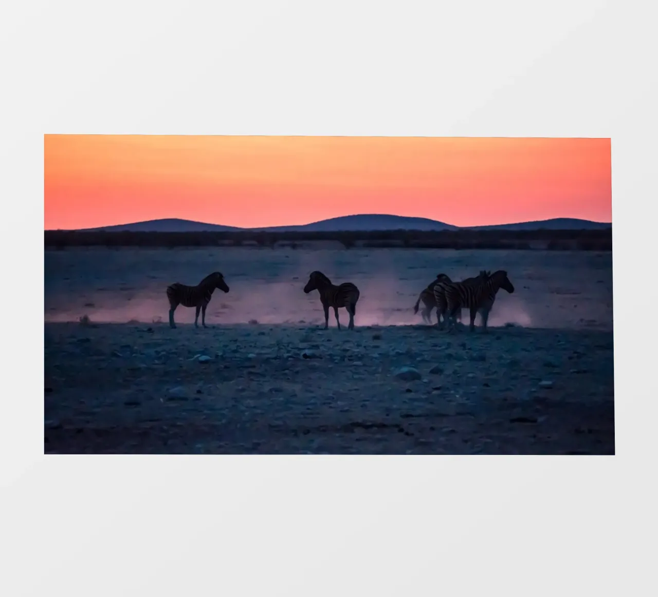 cavallo in zebre al tramonto pellicola backlit da Horsire