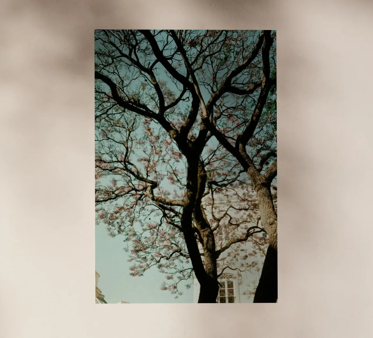 Analog Series The Tree In The City pellicola backlit da Sebastian Hilgetag