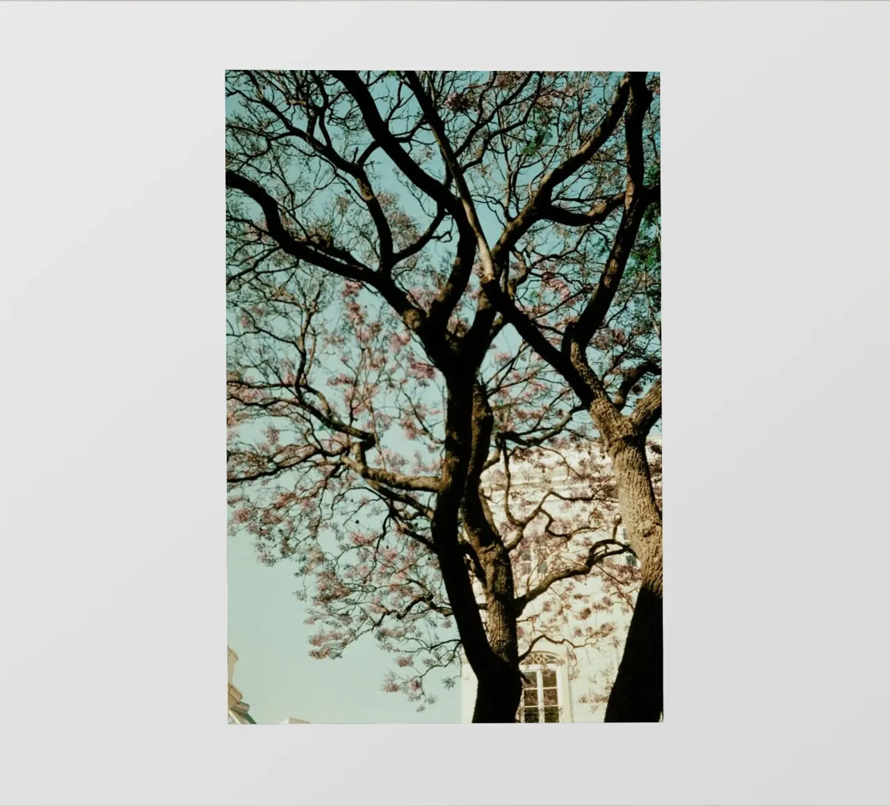 Analog Series The Tree In The City telo in pvc da Sebastian Hilgetag