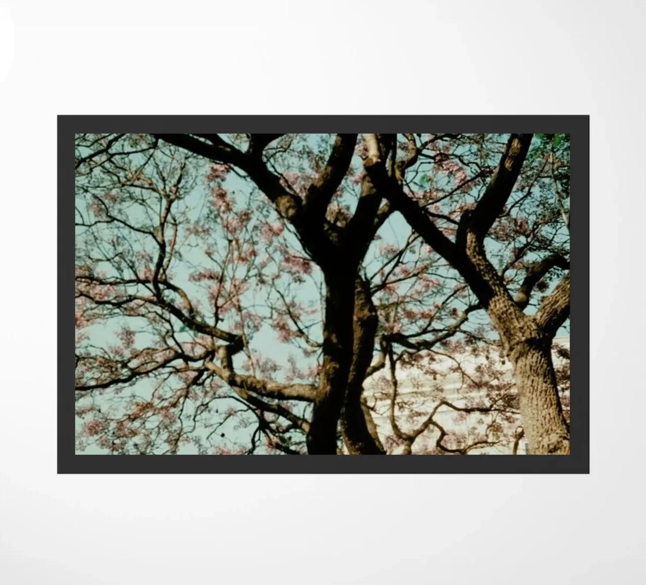 Analog Series The Tree In The City zerbino da Sebastian Hilgetag