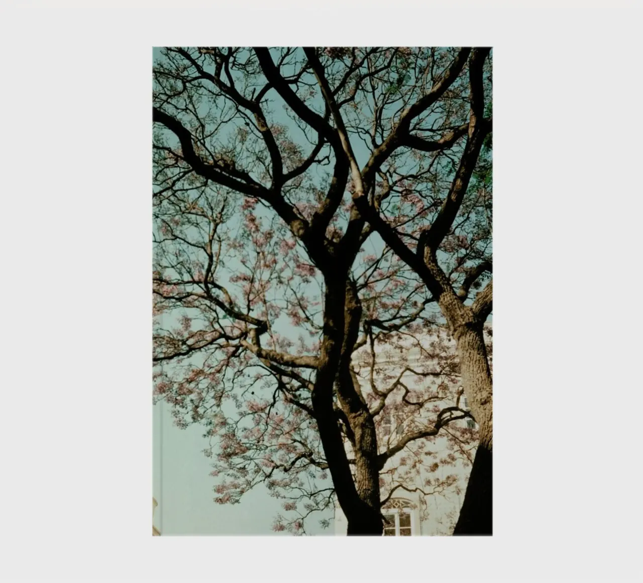 Analog Series The Tree In The City notebook by Sebastian Hilgetag