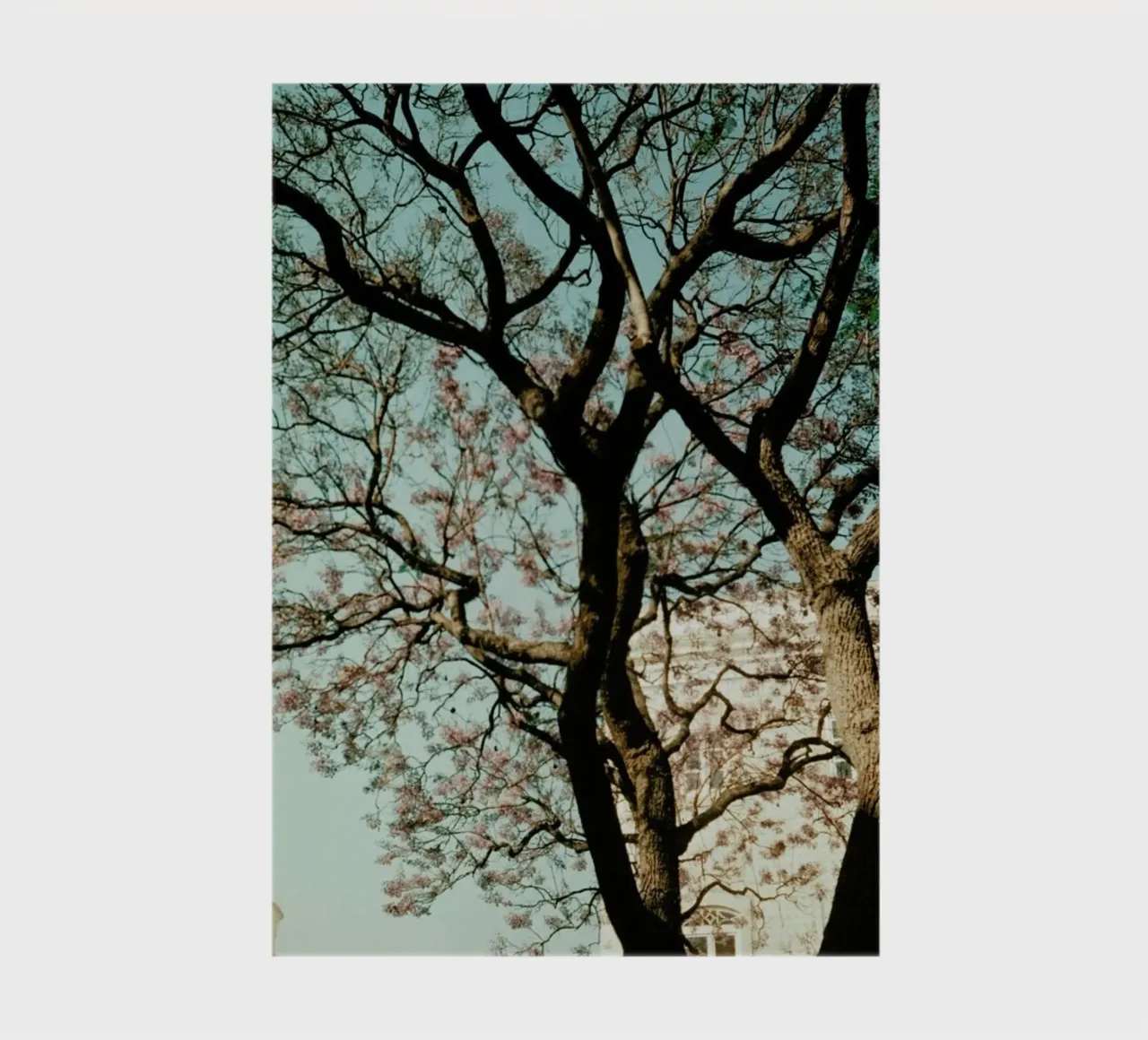 Analog Series The Tree In The City notebook by Sebastian Hilgetag