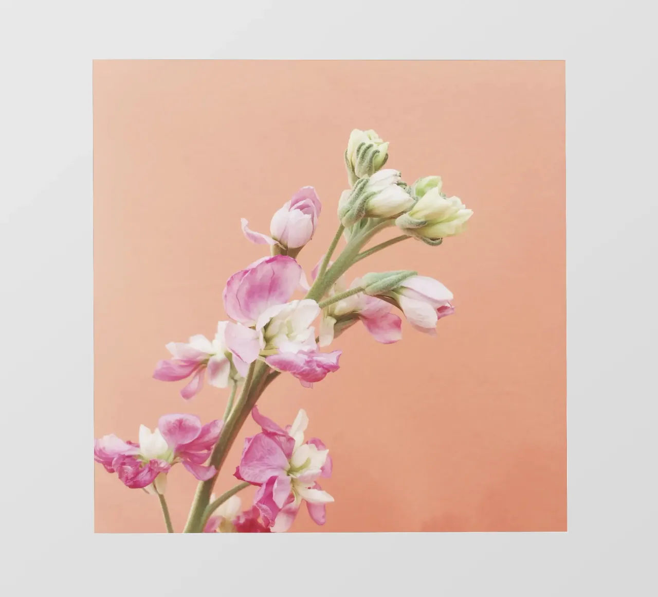 Fioritura telo in pvc da Cassia Beck Photography