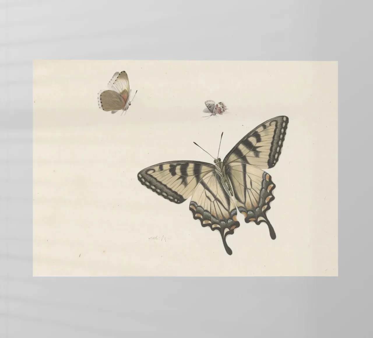 Farfalla coda di rondine: Studio naturalistico d'epoca, Botanica A pellicola backlit da ClubArt