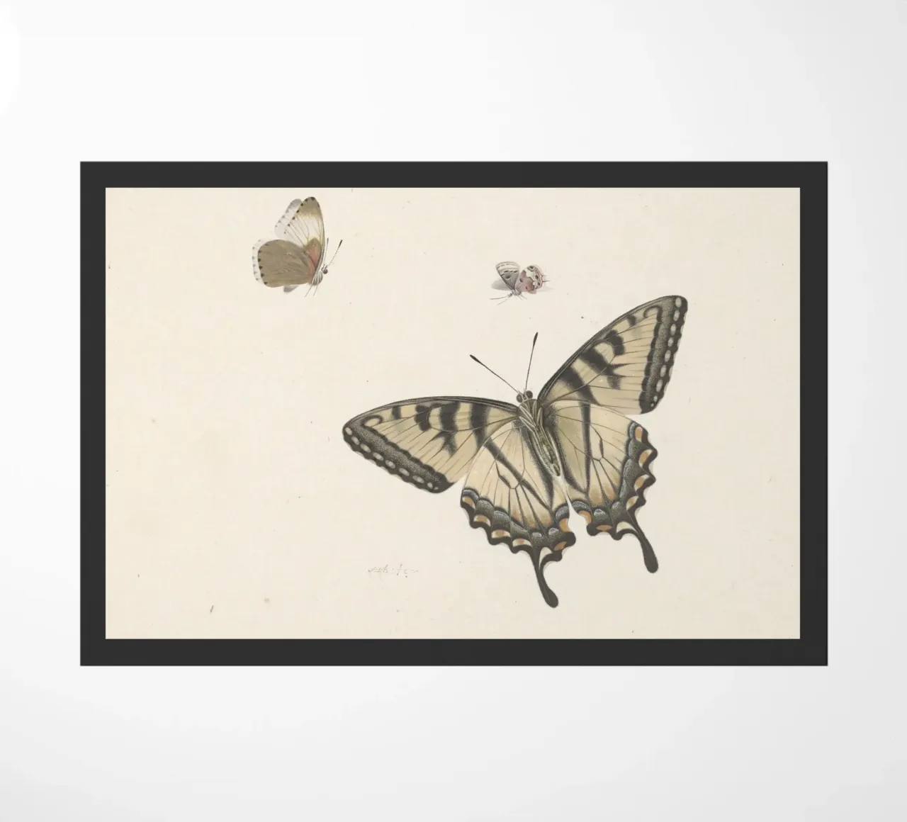 Farfalla coda di rondine: Studio naturalistico d'epoca, Botanica A zerbino da ClubArt