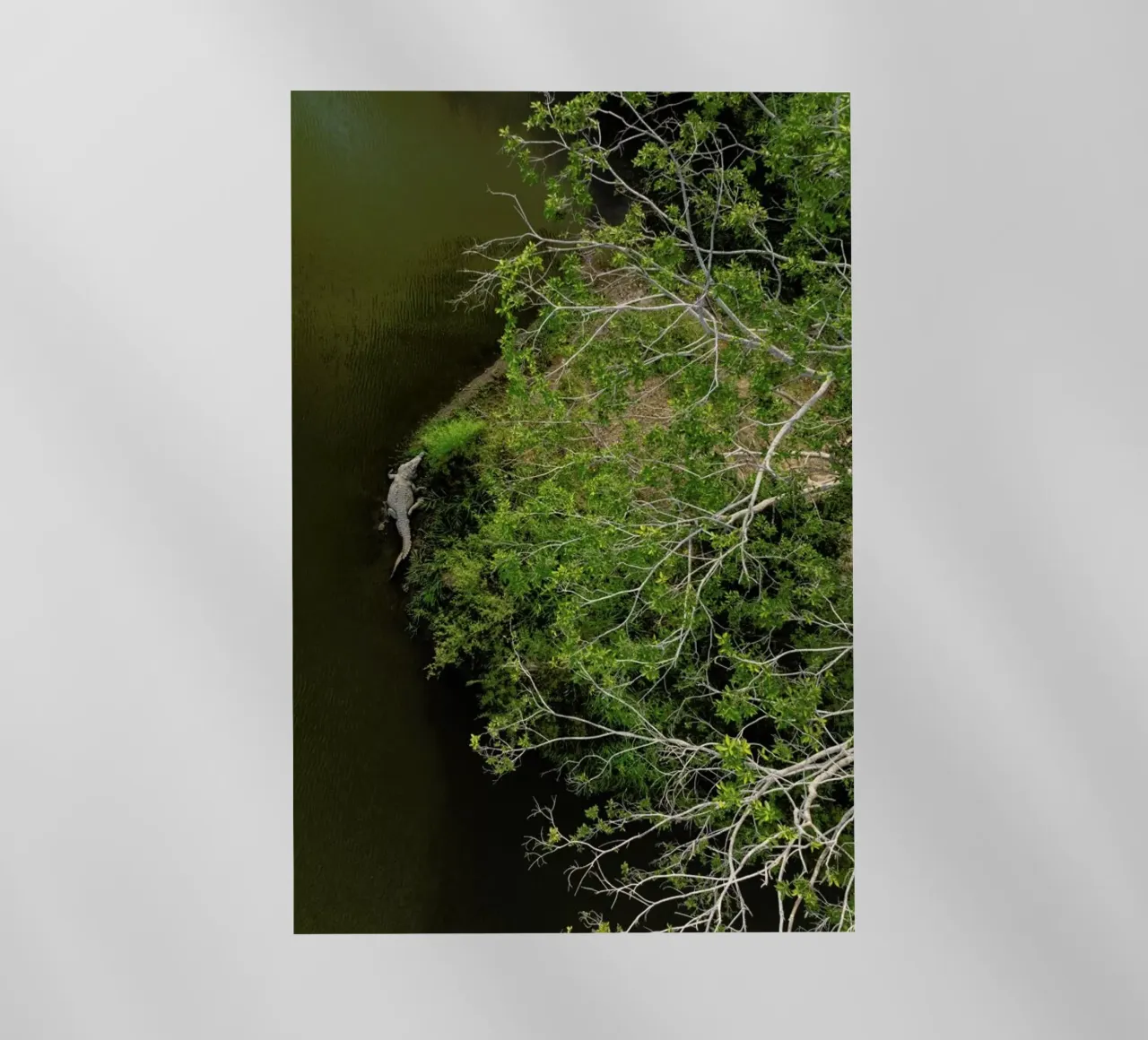 Cocodrilo pellicola backlit da ROBERTO H