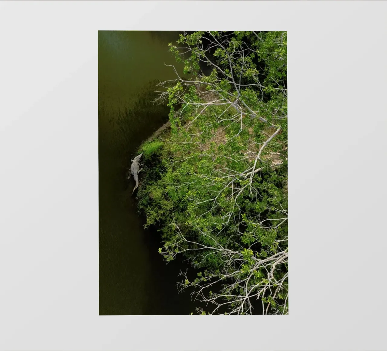 Cocodrilo pellicola backlit da ROBERTO H