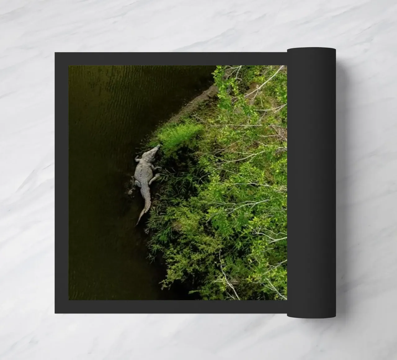 Cocodrilo zerbino da ROBERTO H