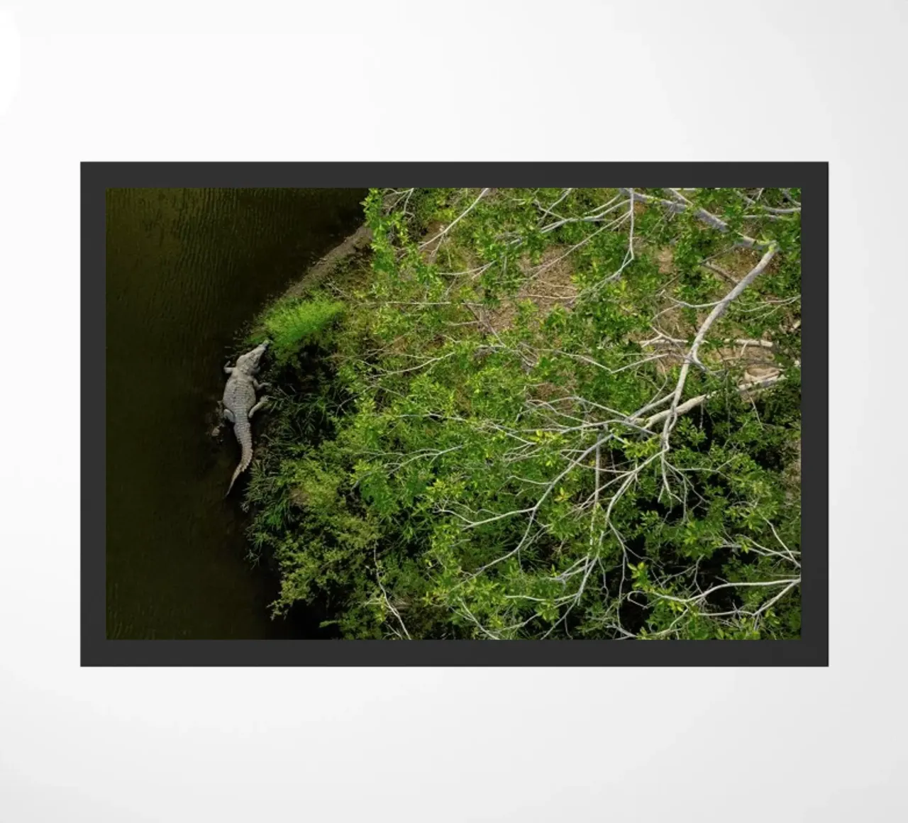 Cocodrilo zerbino da ROBERTO H