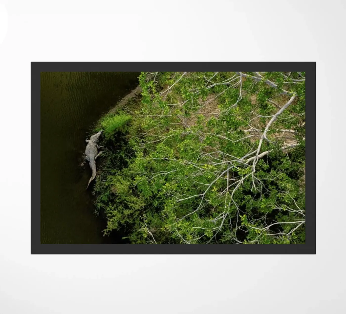 Cocodrilo Fußmatte von ROBERTO H