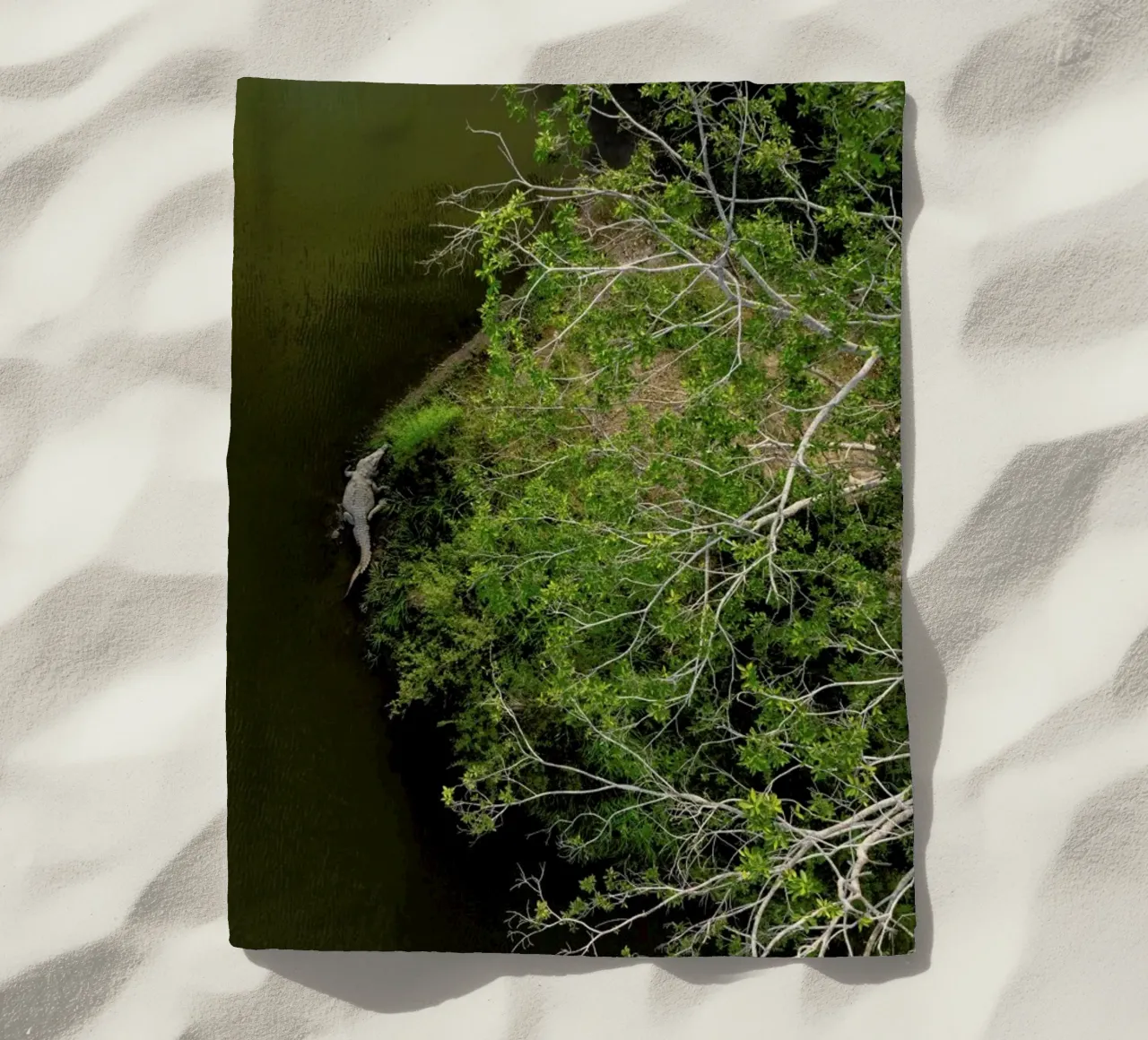 Cocodrilo telo mare da ROBERTO H