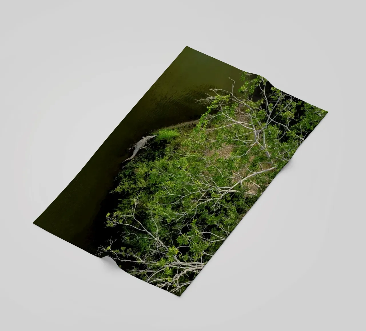 Cocodrilo telo mare da ROBERTO H