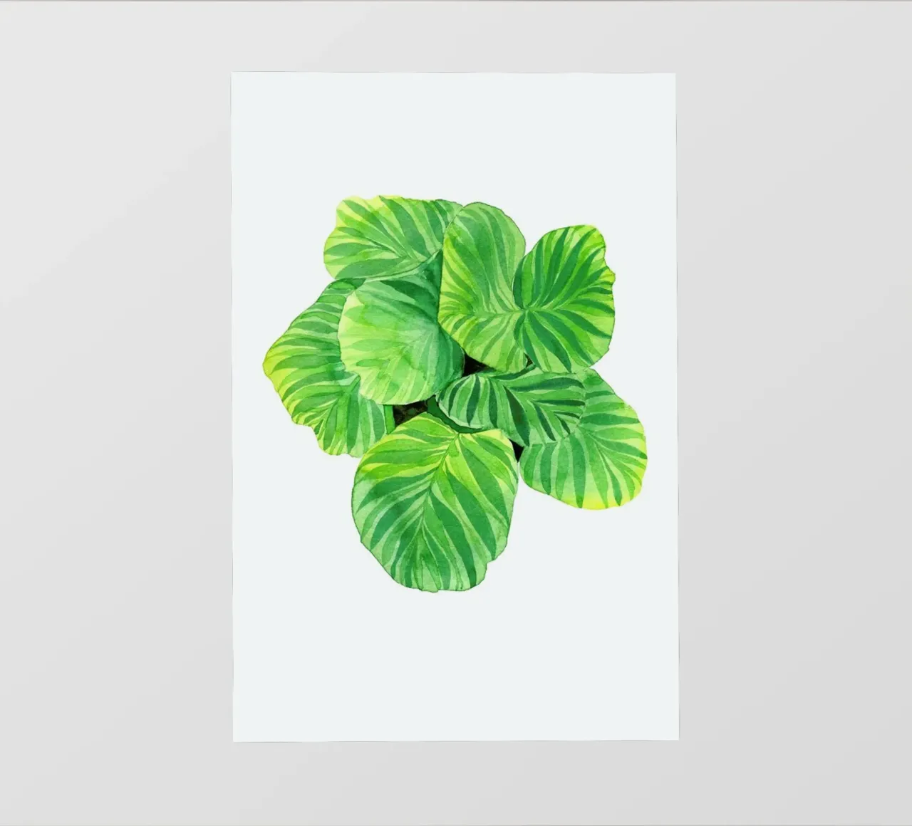 Calathea telo in pvc da youdesignme