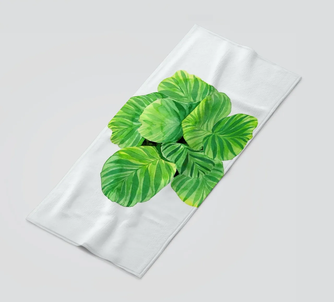 Calathea telo mare da youdesignme