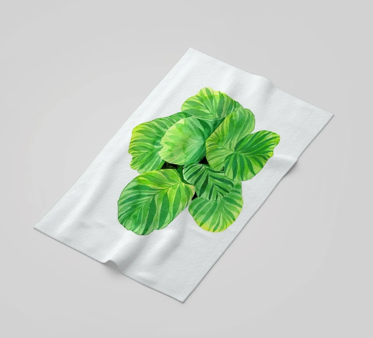 Calathea telo mare da youdesignme