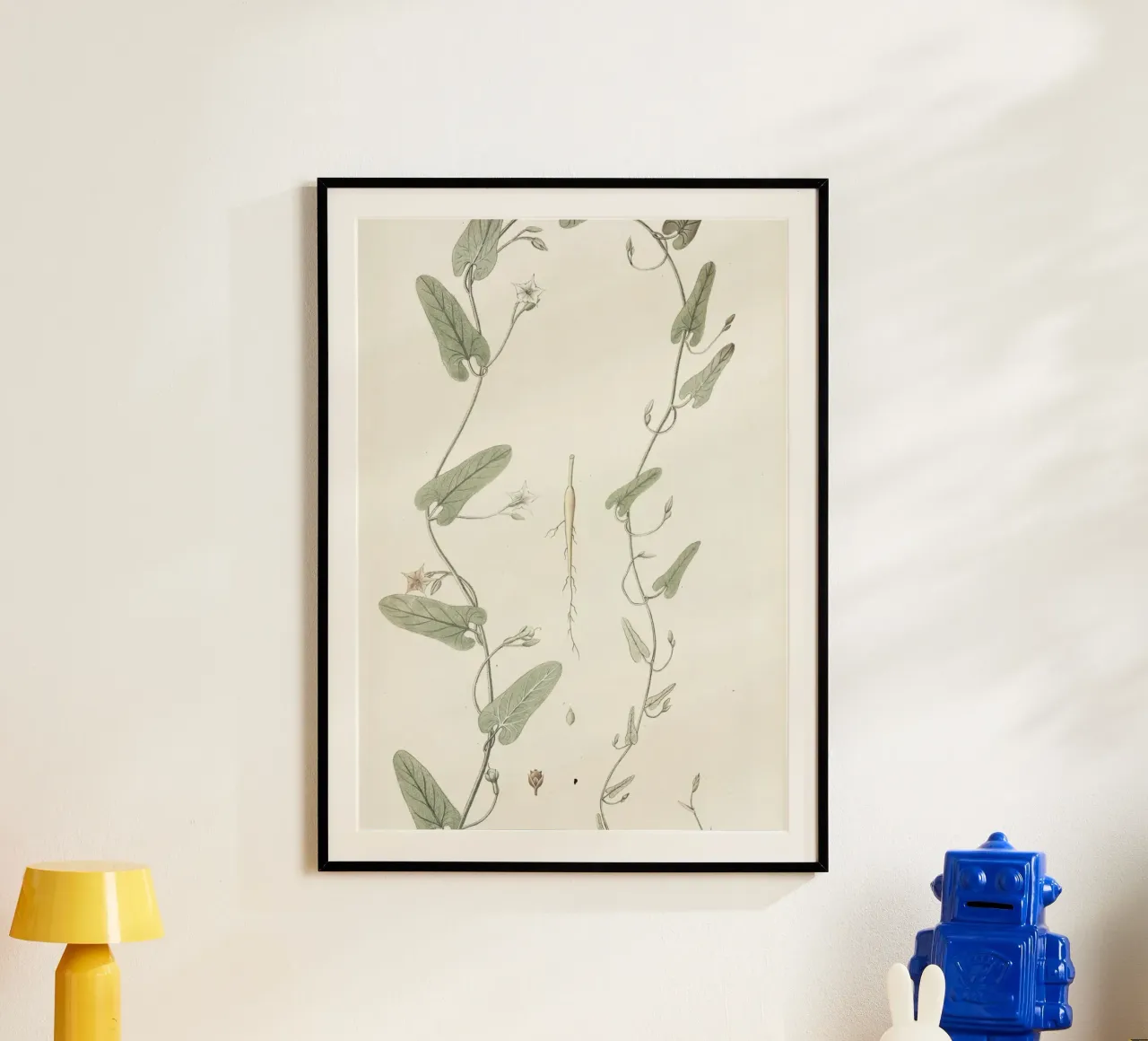 Botanica d'epoca: illustrazione anatomica della pianta di convolvolo poster con telaio in plastica da ClubArt