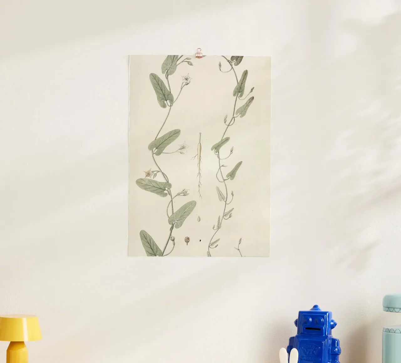 Botanica d'epoca: illustrazione anatomica della pianta di convolvolo poster con telaio in plastica da ClubArt