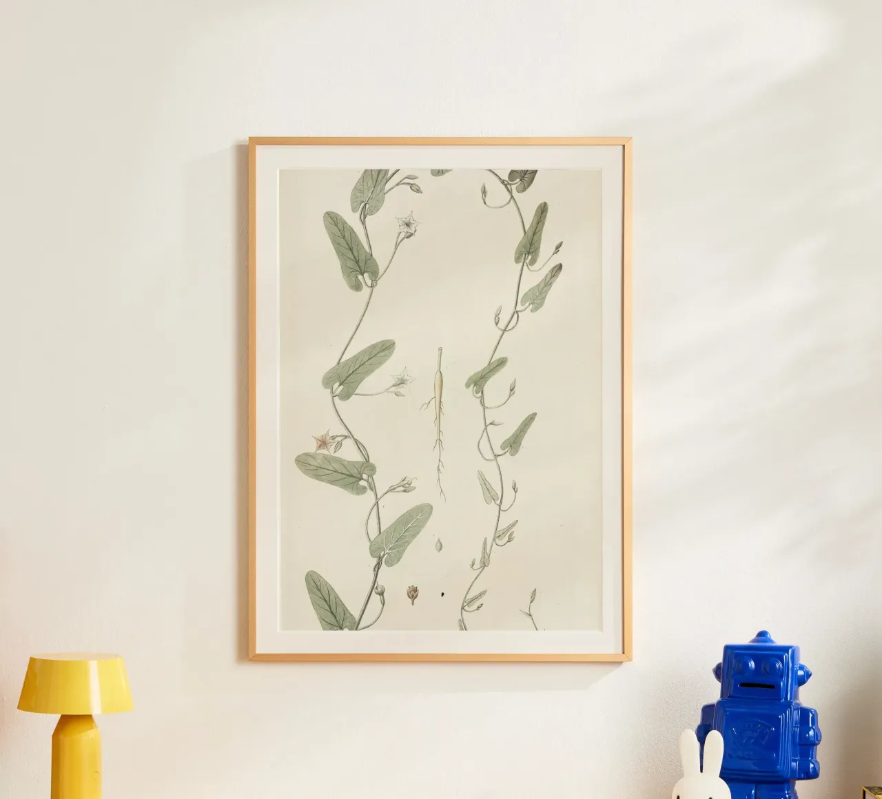 Botanica d'epoca: illustrazione anatomica della pianta di convolvolo poster con telaio in plastica da ClubArt