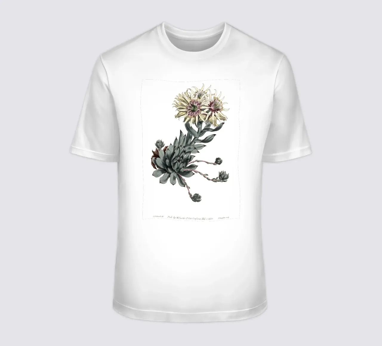 S. Edwards Botanica: Succulente Sempervivum (1801) Stampa t-shirt da ClubArt