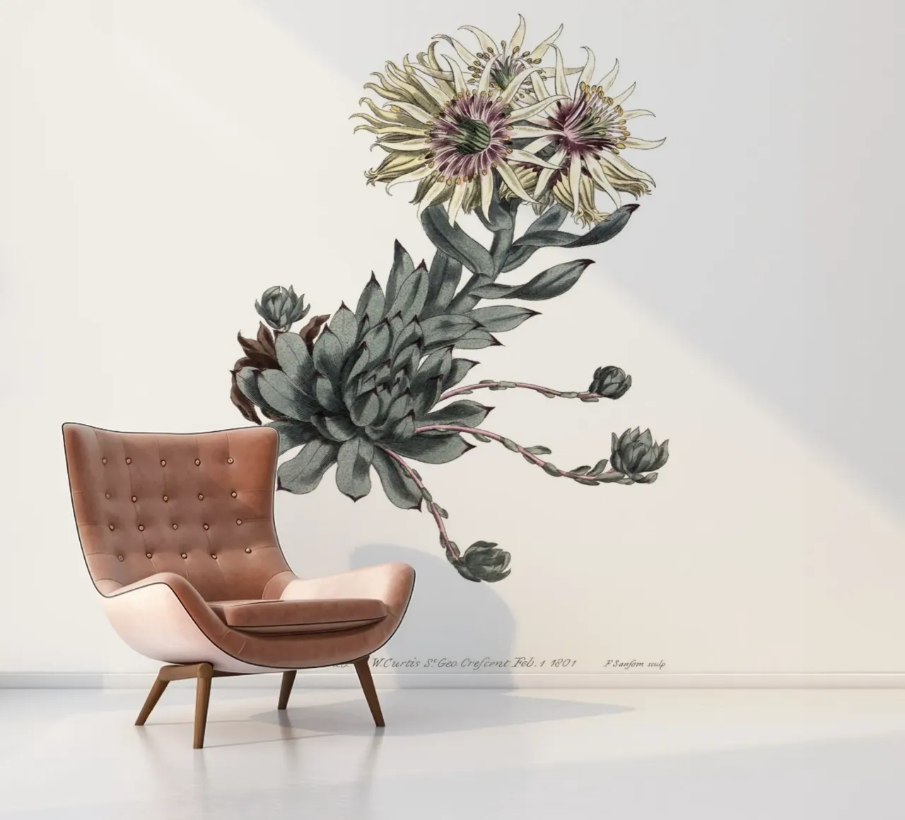S. Edwards Botanical: Sempervivum Succulent (1801) Print photo wallpaper by ClubArt