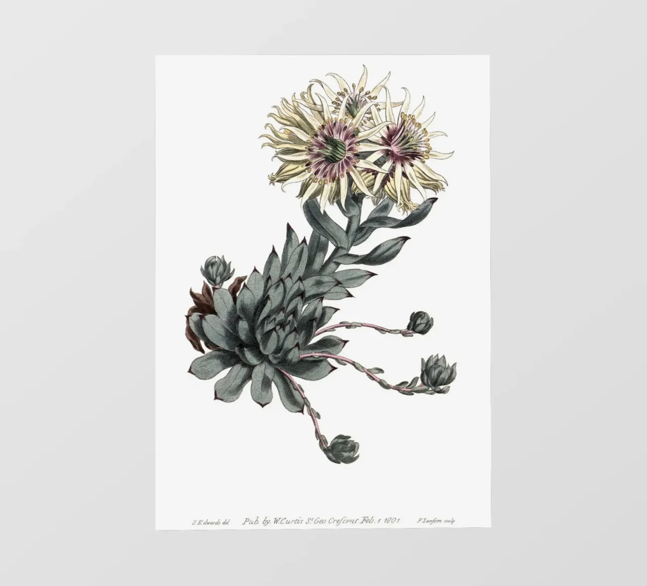 S. Edwards Botanical: Sempervivum Succulent (1801) Print photo wallpaper by ClubArt