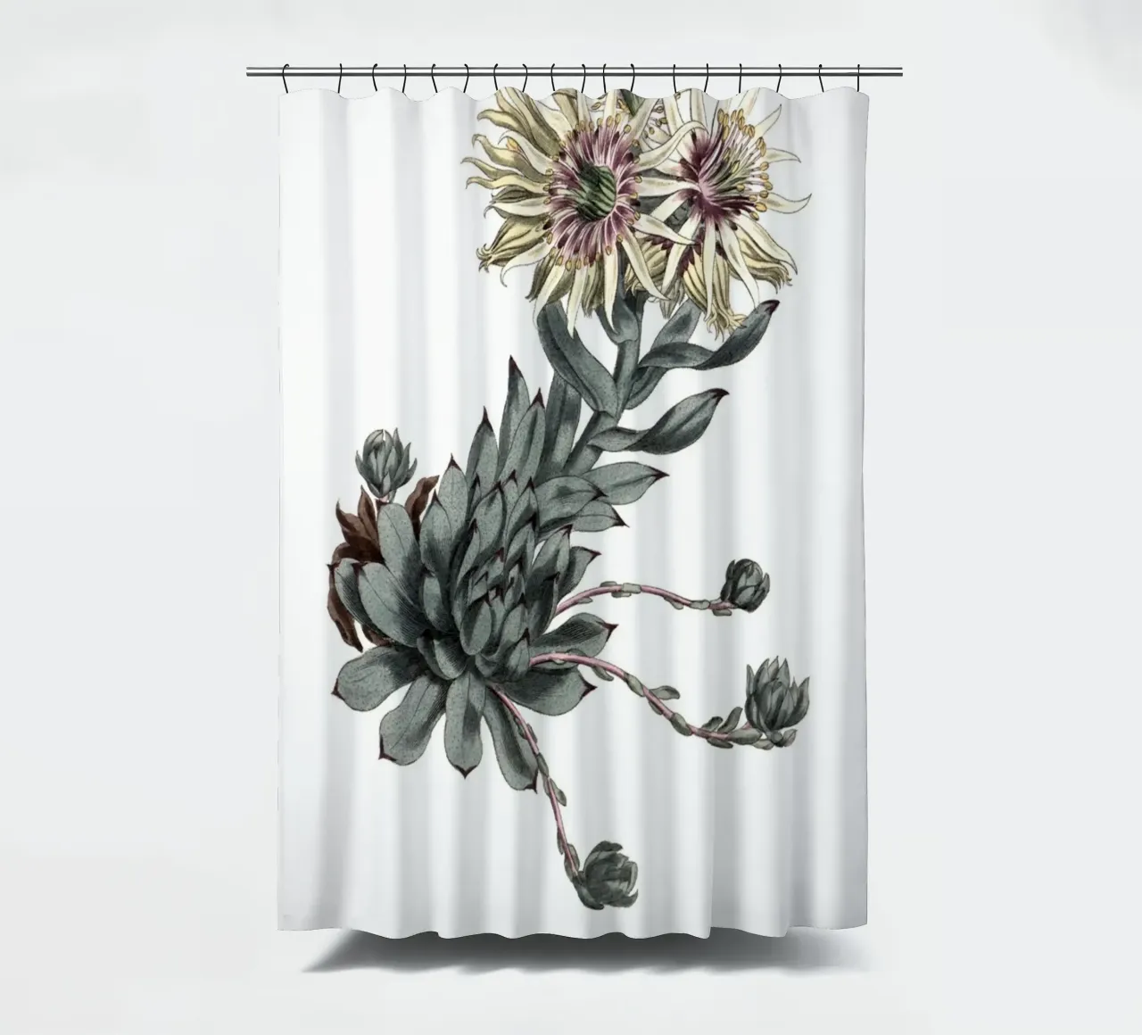 S. Edwards Botanical: Sempervivum Succulent (1801) Print douchegordijn van ClubArt