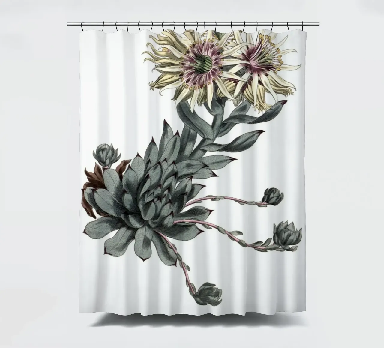 S. Edwards Botanical: Sempervivum Succulent (1801) Print douchegordijn van ClubArt