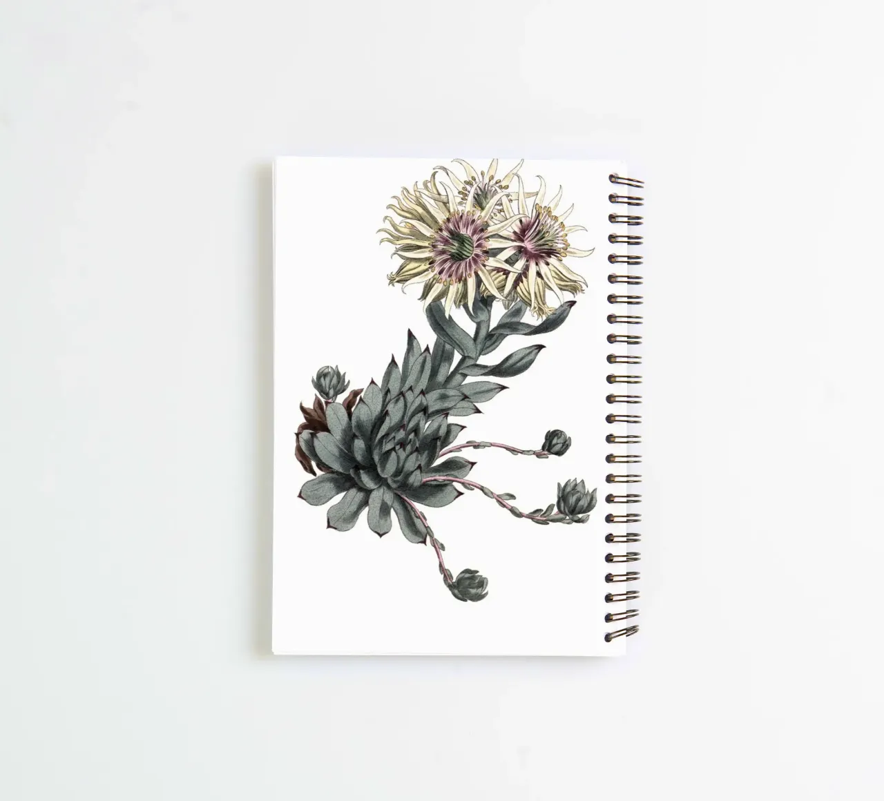 S. Edwards Botanical: Sempervivum Succulent (1801) Print spiral notebook by ClubArt