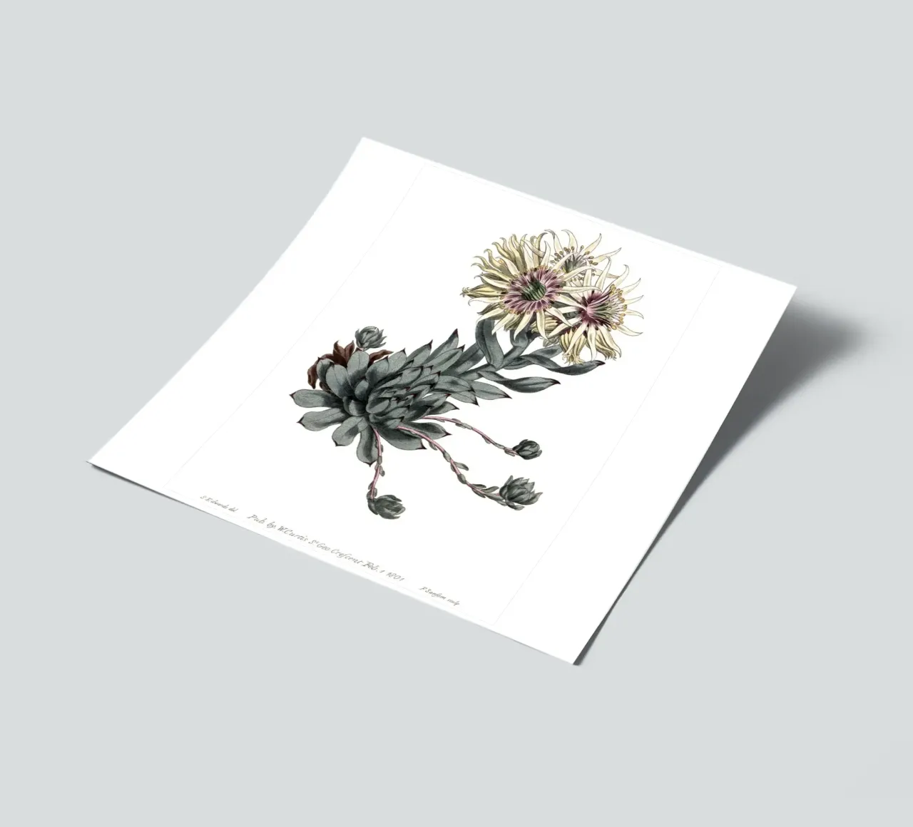 S. Edwards Botanisch: Sempervivum Sukkulente (1801) Druck Stickerbogen von ClubArt