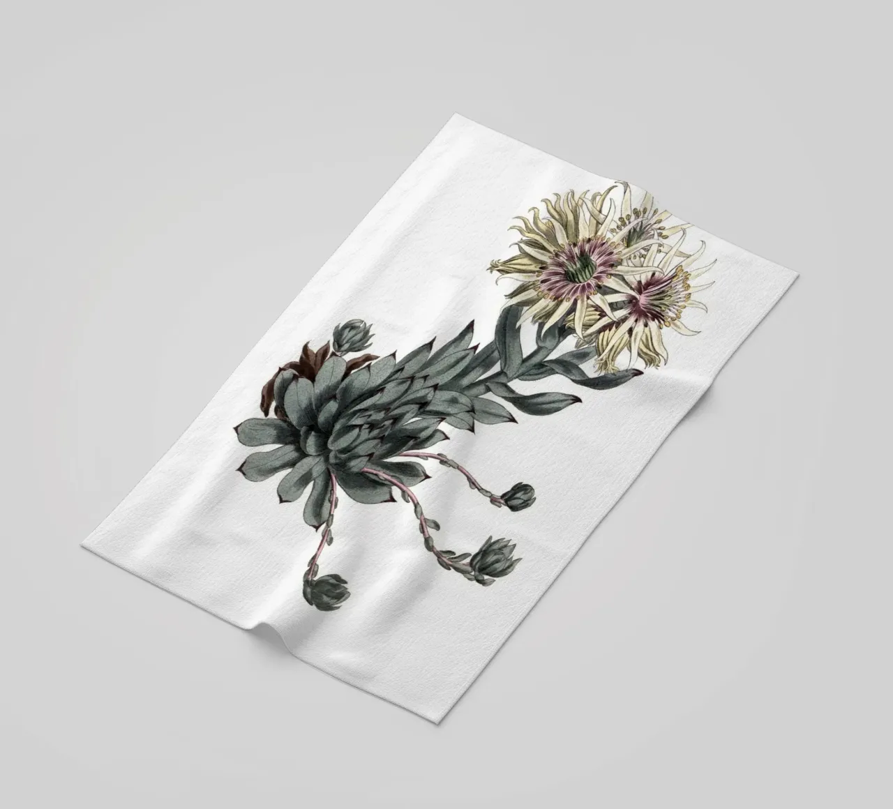 S. Edwards Botanical: Sempervivum Succulent (1801) Print strandhanddoek van ClubArt