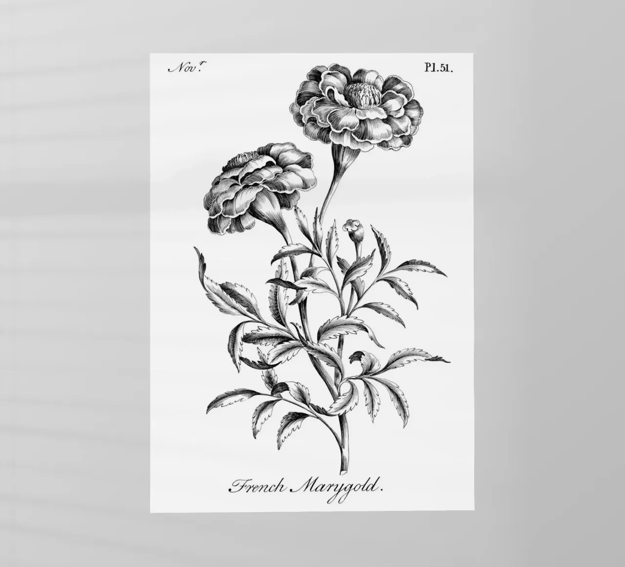 Incisione botanica d'epoca: Fiore di calendula francese pellicola backlit da ClubArt