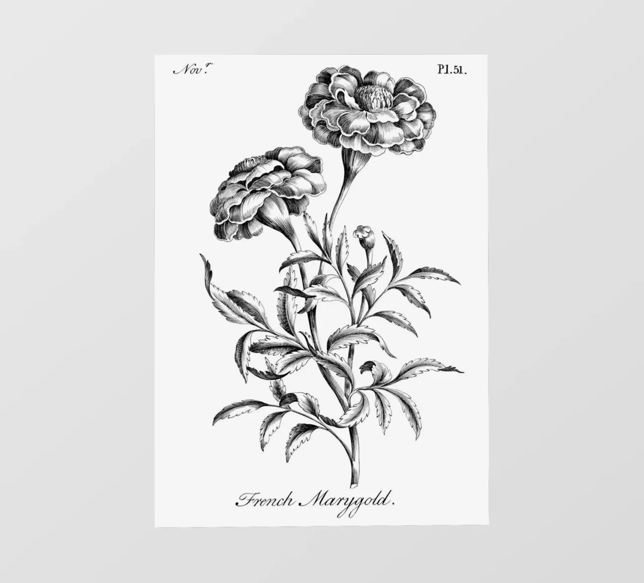 Incisione botanica d'epoca: Fiore di calendula francese pellicola backlit da ClubArt