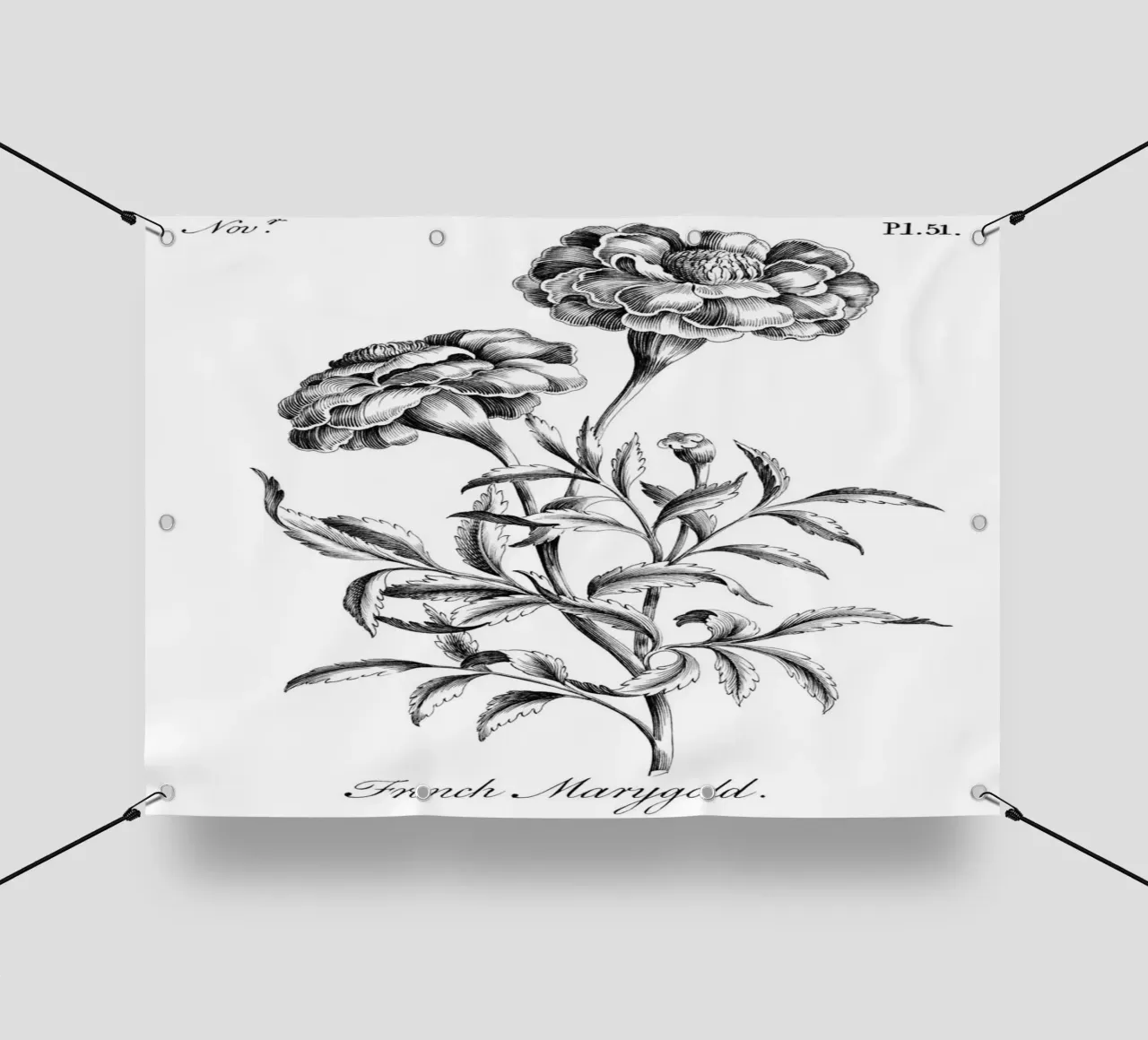 Incisione botanica d'epoca: Fiore di calendula francese telo in pvc da ClubArt