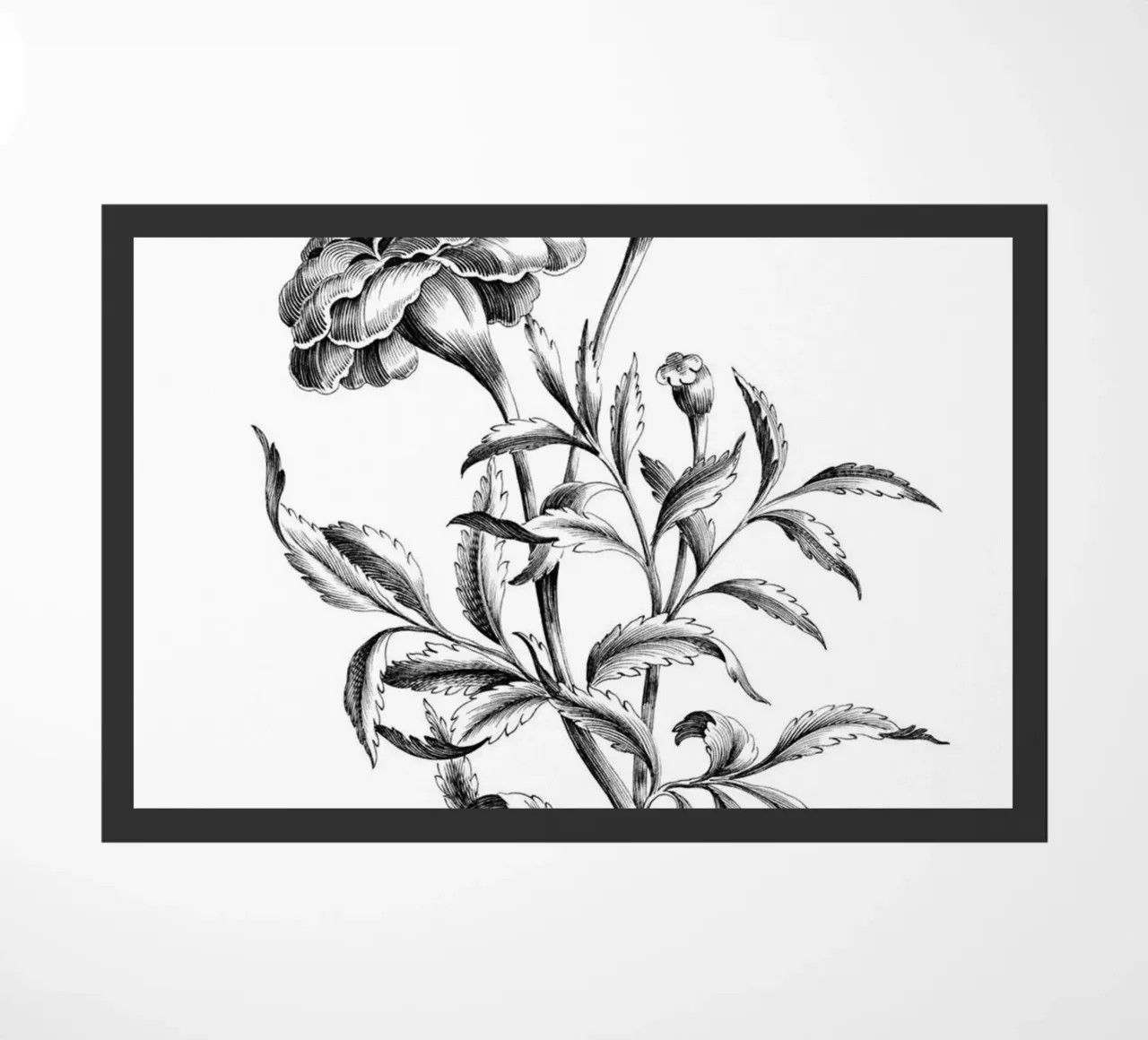 Incisione botanica d'epoca: Fiore di calendula francese zerbino da ClubArt