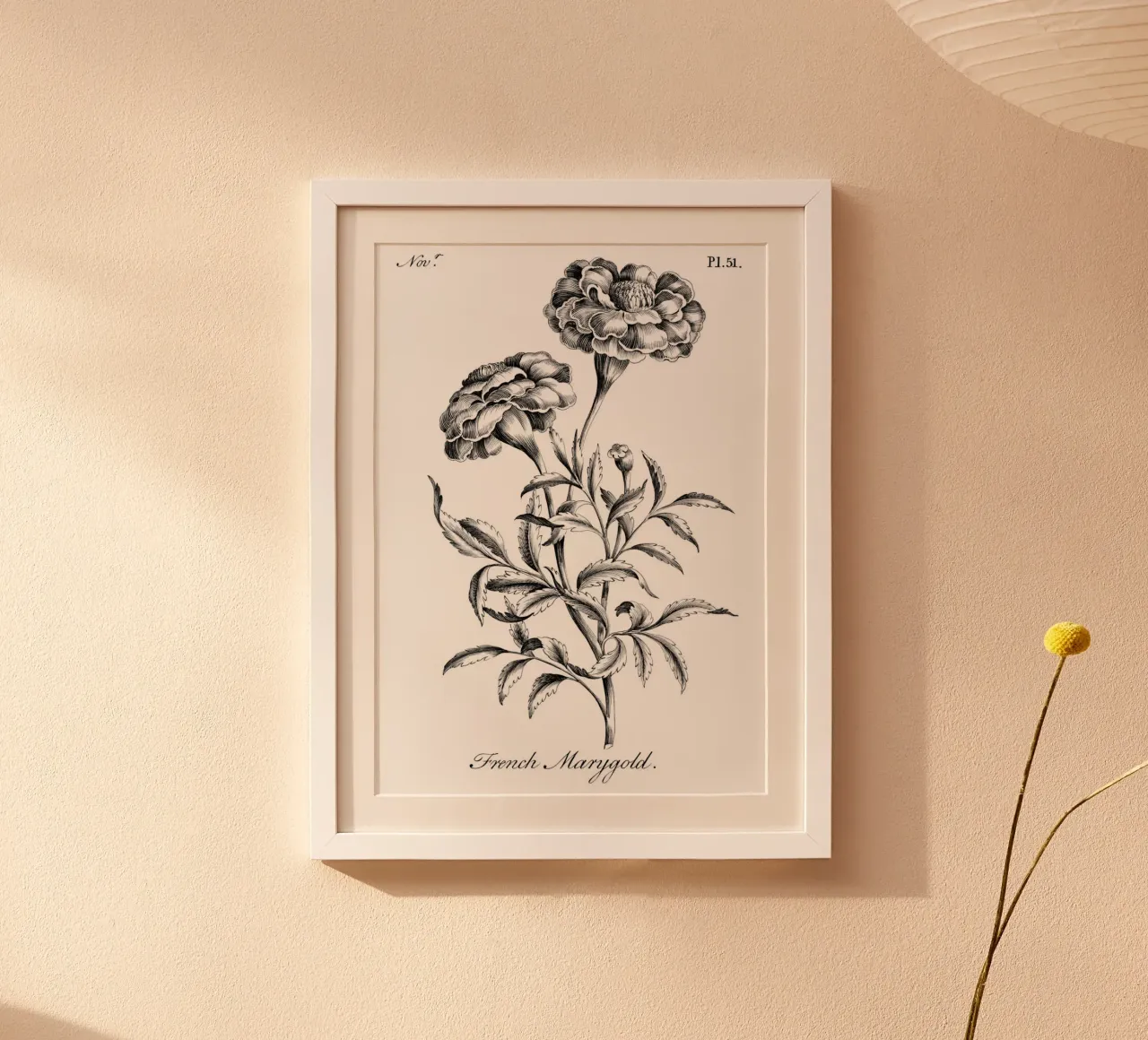Incisione botanica d'epoca: Fiore di calendula francese poster con telaio in plastica da ClubArt