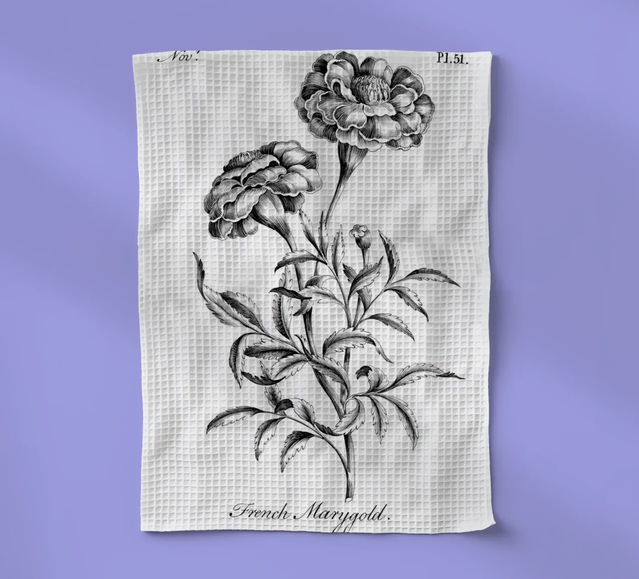 Incisione botanica d'epoca: Fiore di calendula francese canovaccio da cucina da ClubArt