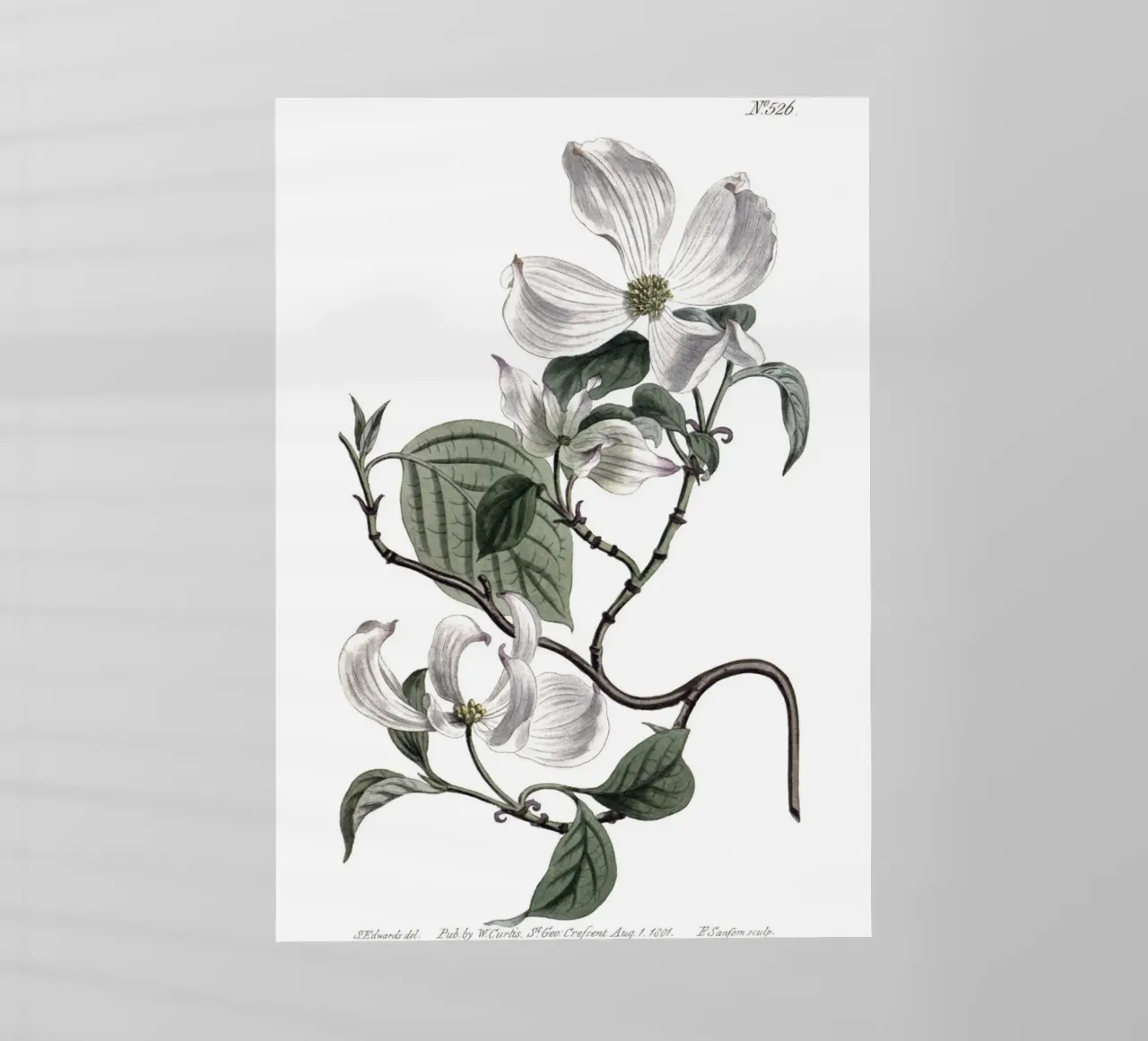 S. Edwards Botanical: Ramo di corniolo in fiore (1801) pellicola backlit da ClubArt