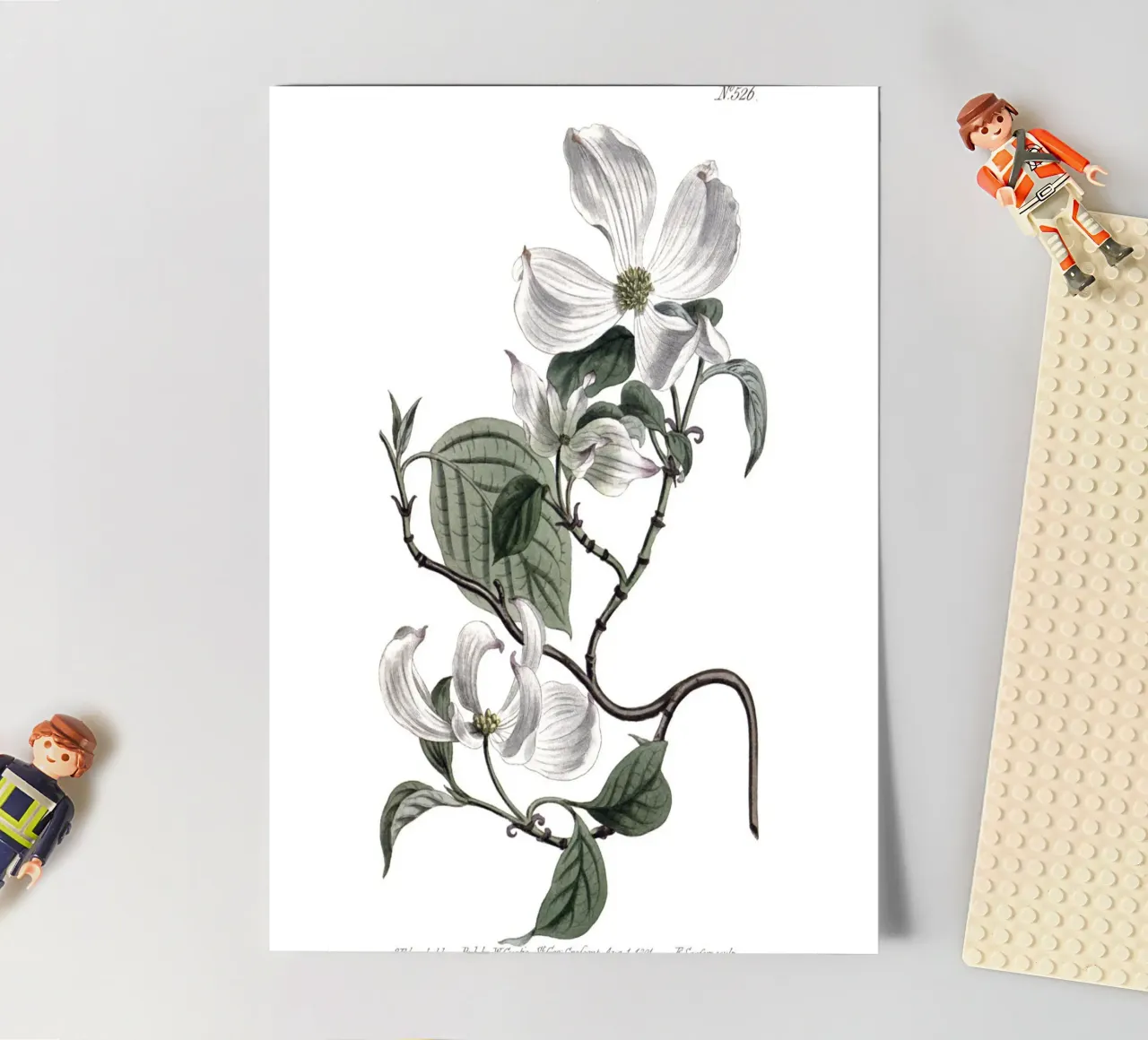 S. Edwards Botanisch: Hartriegel-Blütenzweig (1801) Stickerbogen von ClubArt
