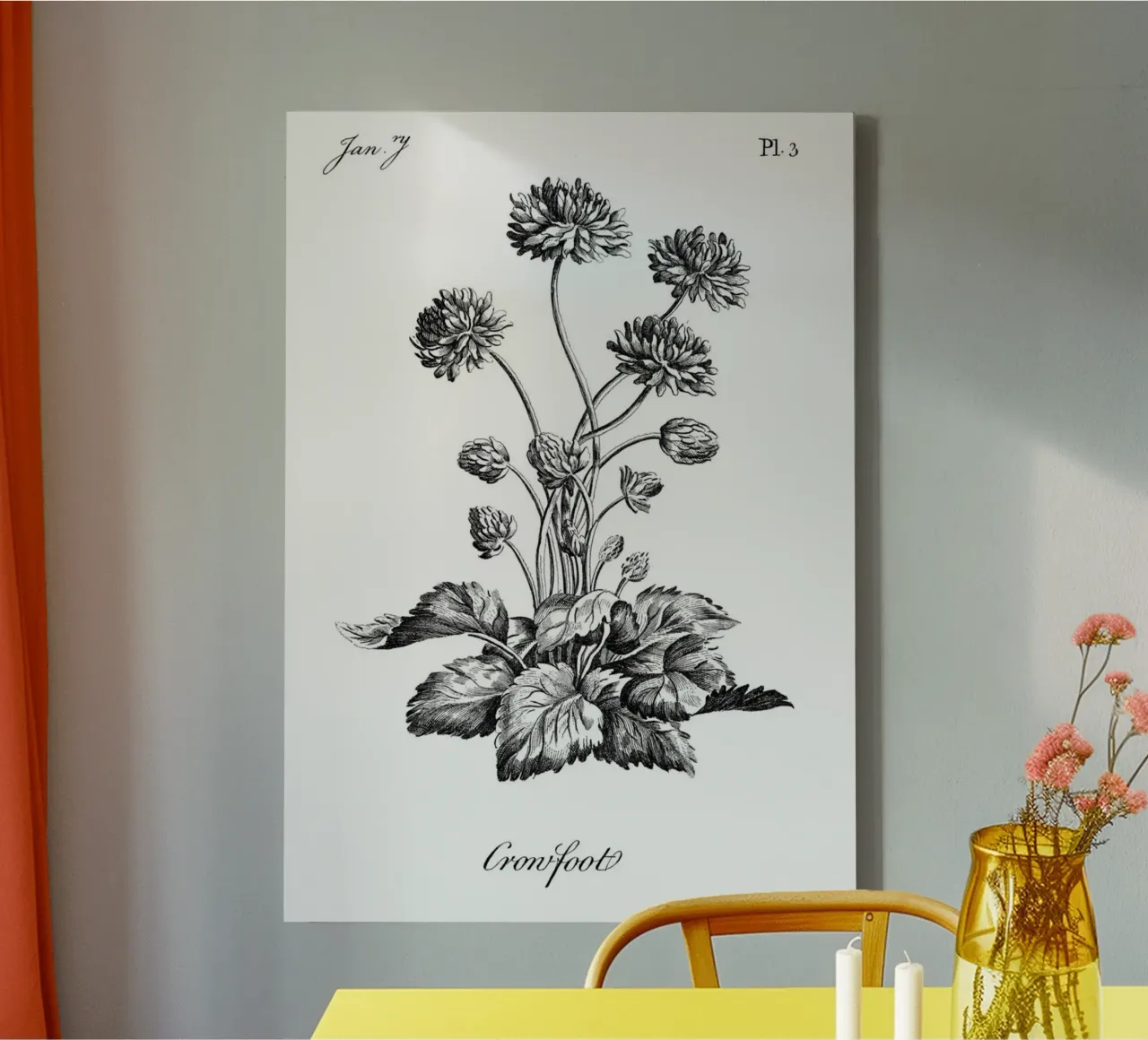 Incisione botanica d'epoca: Fiore "piede di porco" (gennaio '7) tela con Cornice a cassetta da ClubArt