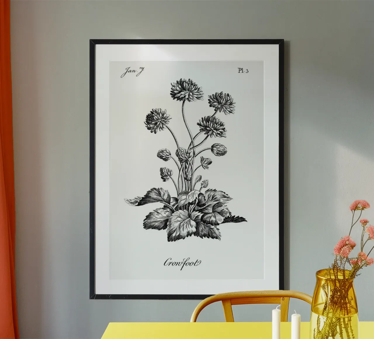 Incisione botanica d'epoca: Fiore "piede di porco" (gennaio '7) poster con telaio in plastica da ClubArt