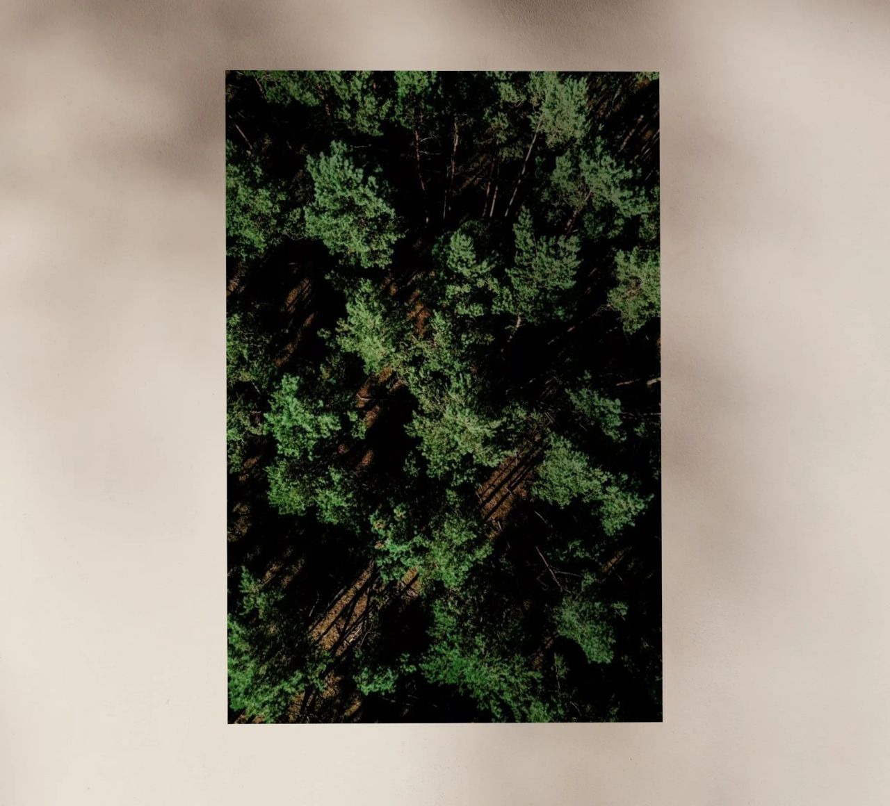 Just A Bunch Of Trees pellicola backlit da Sebastian Hilgetag