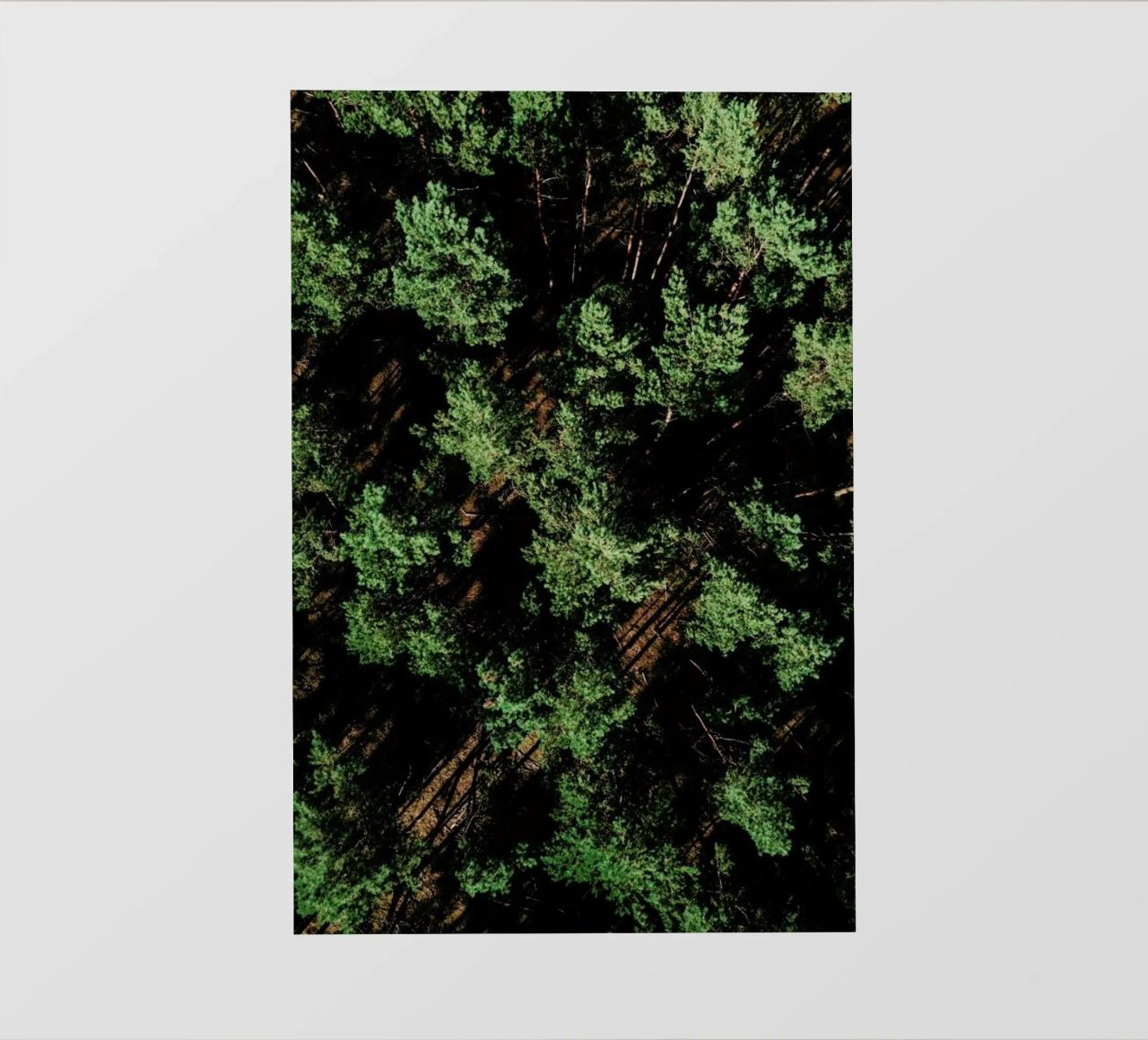 Just A Bunch Of Trees pellicola backlit da Sebastian Hilgetag