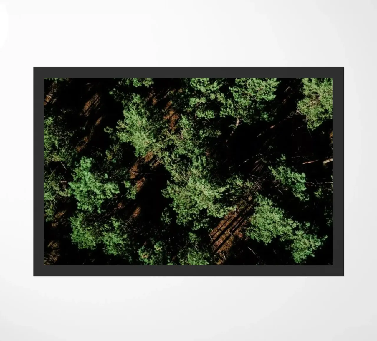 Just A Bunch Of Trees zerbino da Sebastian Hilgetag